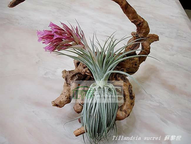 空凤【展示】Tillandsia sucreii 巨型苏黎世(特大）