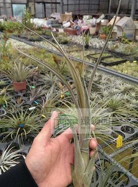 展 空气凤梨Tillandsia paucifolia x intermedia红女王×花中花