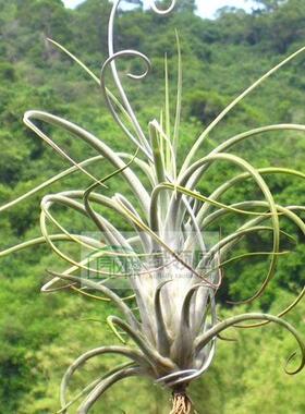 空气凤梨【展示】T. Paucifolia x Strephylla新品红女王x电卷
