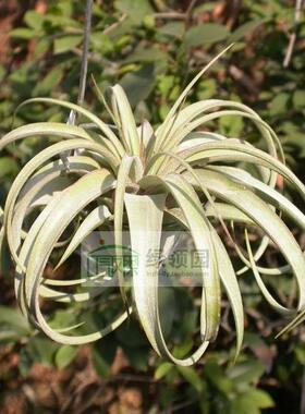 展示 空气凤梨 Tillandsia X Redy 瑞迪杂交
