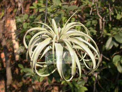 展示 空气凤梨 Tillandsia X Redy 瑞迪杂交