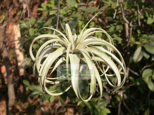 展示 空气凤梨 Tillandsia X Redy 瑞迪杂交