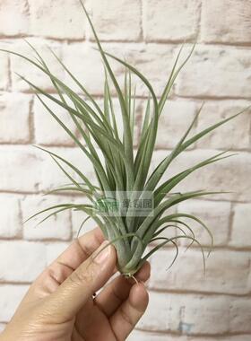 展示 T.'Jackie Loinaz' x ionantha（空可乐x卡比全红）x精灵