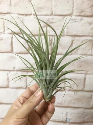 展示 T.'Jackie Loinaz' x ionantha（空可乐x卡比全红）x精灵