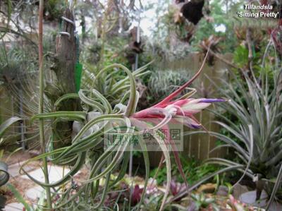 空气凤梨【展示】T. ‘Sitting Pretty’ 电卷×粉女王