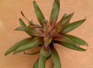 展示 空气凤梨 Tillandsia Somnians 索姆