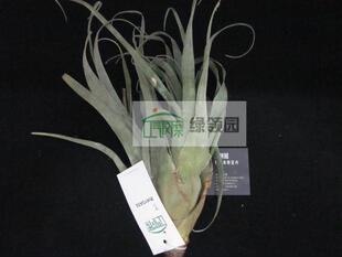 展示 空气凤梨 Tillandsia mooreana