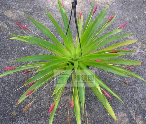 展示 空气凤梨 Tillandsia complanata '仙女散花'