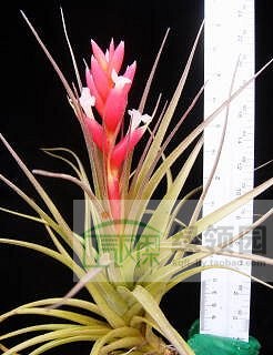 空气凤梨【展示】T. Recurvifolia v Sub.  橘色花球青苔杂交