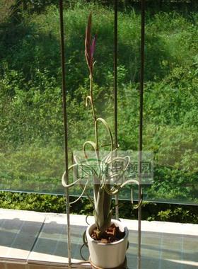 空气凤梨【展示】Tillandsia intermedia 花中花（雨林）