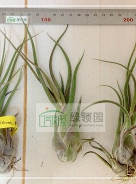 空气凤梨【展示】T. Seleriana Purple Hybrid 紫色犀牛角杂交