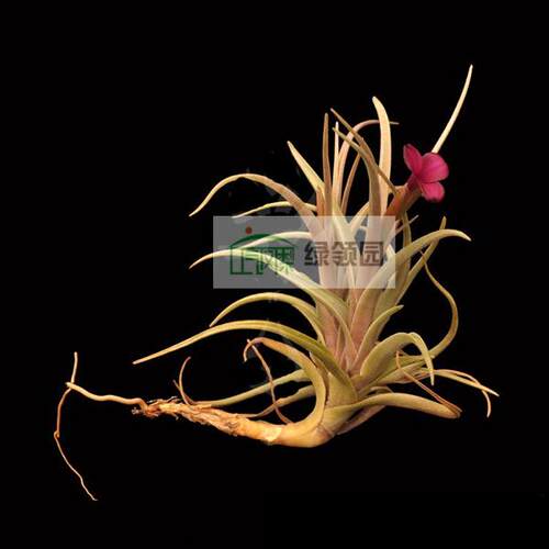 展示 空凤 Tillandsia Mystic Haze(alber x zecheri)红花瓣x萨迦
