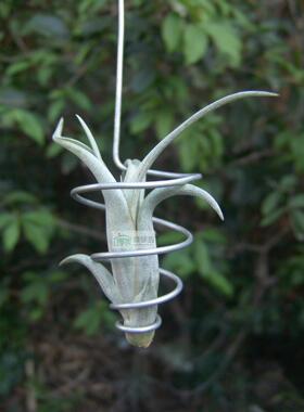 展示 空凤 T.illandsia Paucifolia'Snow White'红女王’白雪公主