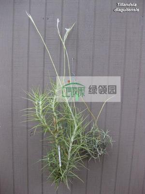 展示 空气凤梨 热带珍品 Tillandsia mereliana 巨型鱼骨 (香花）