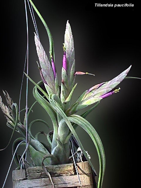 空气凤梨【热带珍品展示】Tillandsia paucifolia 红女王