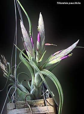空气凤梨【热带珍品展示】Tillandsia paucifolia 红女王