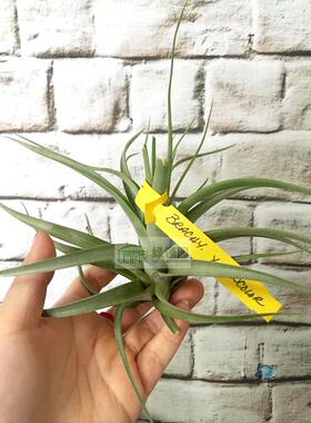 展示 空凤 T.'Gunalda'(Concolor x Paucifolia) 空可乐x红女王