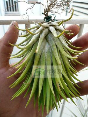 空气凤梨室内精灵绿领园无土