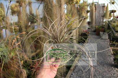 展示 空凤 T.X Floridiana Rose Giant 大 Floridiana瑰色巨型种
