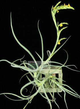 空气凤梨【展示】Tillandsia ‘Nugget’超名贵杂交品种“金砖”