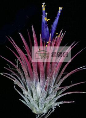 空凤植物室内装饰无土ionantha 'Guatemalan Select'危地马拉精灵