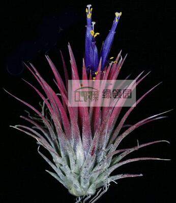 无土植物室内空气凤梨绿领园精灵