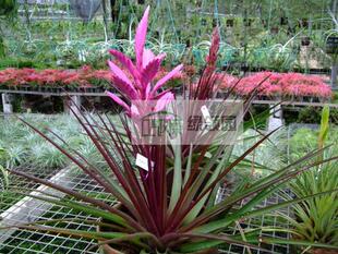 空气凤梨-热带珍品展示-Tillandsia 'Creation' 创世{香花品种}