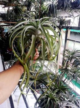 【展】T.xerographica x ionantha druid稀有杂交霸王x德鲁伊精灵