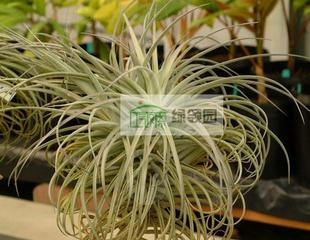 空气凤梨植物室内装 duratii stricta 饰无土热带品 折叶巨兽