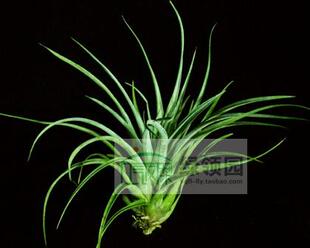 展示 空凤 T.karwinskyana x utriculata 银火焰x银色兀鹫