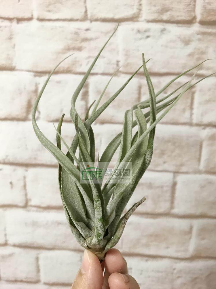 空气凤梨【展示】T. chiapensis x xerographica 香槟x霸王