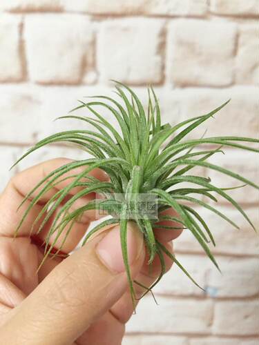 【展示】T.ionantha fuego x capitata marron 福果精灵x卡比马龙