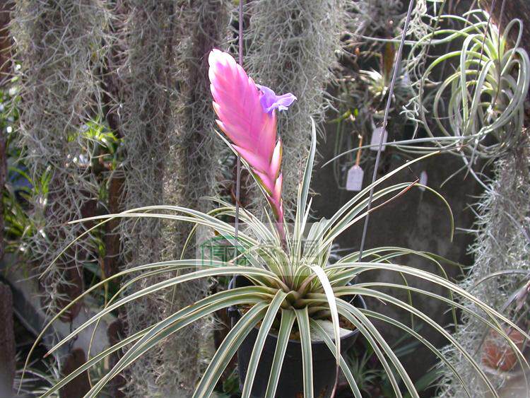 绿领园空气凤梨植物无土栽培cyanea albomarginated香花白锦球拍