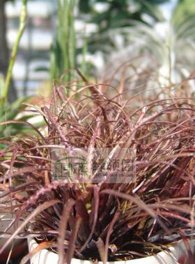 展示 空气凤梨 热带 Racinaea crispa 红色玉米（大）