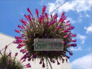 空气凤梨【展示】Tillandsia aeranthos 空中康乃馨