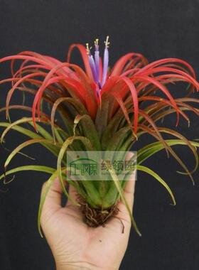 展示 空气凤梨 Tillandsia 'Rio Hondo'x ionantha 精灵杂交品种