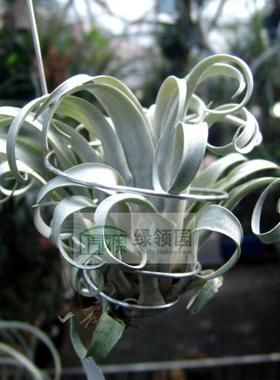 展示 空气凤梨 Tillandsia Capitata v Compacta 厚叶卡比变种