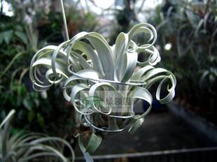 展示 空气凤梨 Tillandsia Capitata v Compacta 厚叶卡比变种