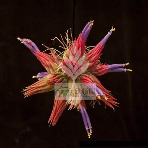 展示 空气凤梨 Tillandsia ionantha Peanut 雨林花生米精灵