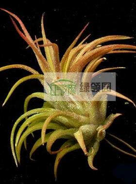 展示 空气凤梨 Tillandsia ionantha Selecta 赛兰精灵