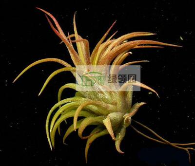 展示 空气凤梨 Tillandsia ionantha Selecta 赛兰精灵