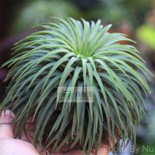Rubra 空气凤梨 展示 T.Ionantha 园艺卷叶全红精灵 Curly