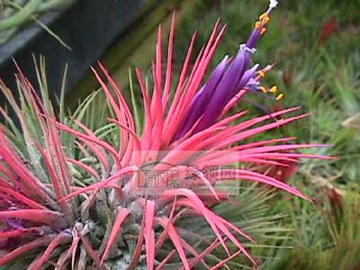 展示 空气凤梨 Tillandsia Ionantha Guat. 瑰特精灵