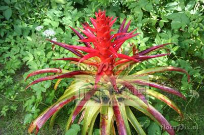 展示 空气凤梨 Tillandsia Imperialis 帝王