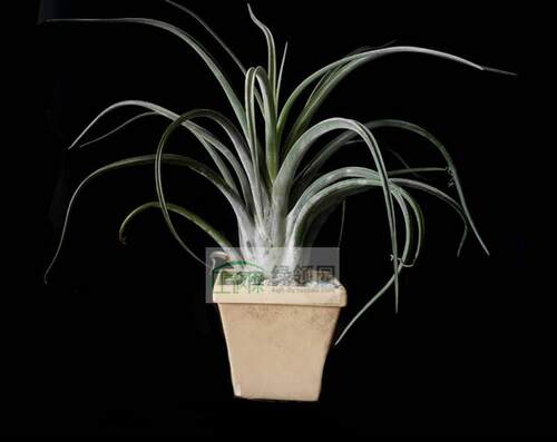 空气凤梨【展示】Tillandsia Caput Giant Form 巨型美杜莎