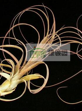 【空凤展示】Tillandsia balbisiana Red Form 红色型柳叶