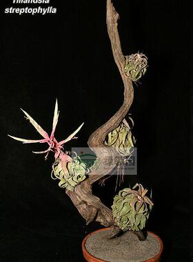 展示 空气凤梨 Tillandsia Strephylla 电卷（大号）