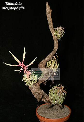 展示 空气凤梨 Tillandsia Strephylla 电卷（大号）