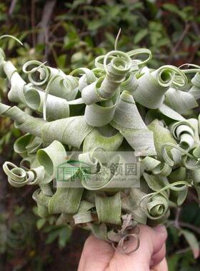 展示 空气凤梨 Tillandsia Strephylla Guat 危地马拉卷