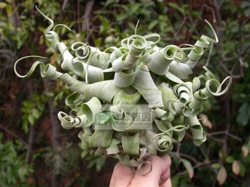 展示 空气凤梨 Tillandsia Strephylla Guat 危地马拉卷